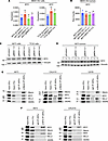 Menin and MYC form a complex in EwS cells.