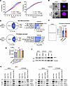 Menin inhibition regulates key tumorigenic pathways.