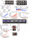 Menin inhibition reduces colonization in EwS xenografts.