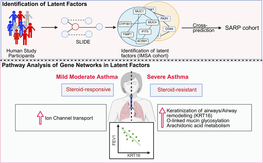 graphical abstract