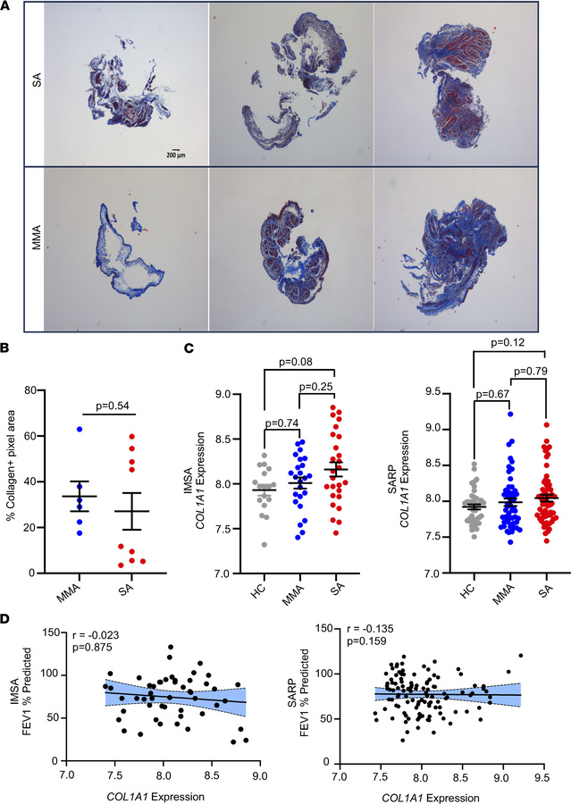Collagen deposition in endobronchial biopsy specimens from patients with...