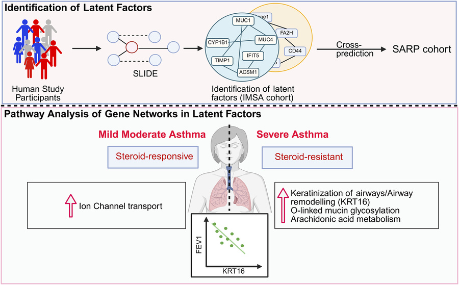 graphical abstract