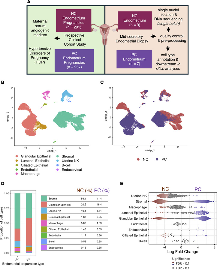 snRNA-seq of WOI human endometrium in NC and PC settings.
(A) Study meth...