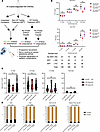 Angiogenic balance and incidences of hypertensive disorders of pregnancy by