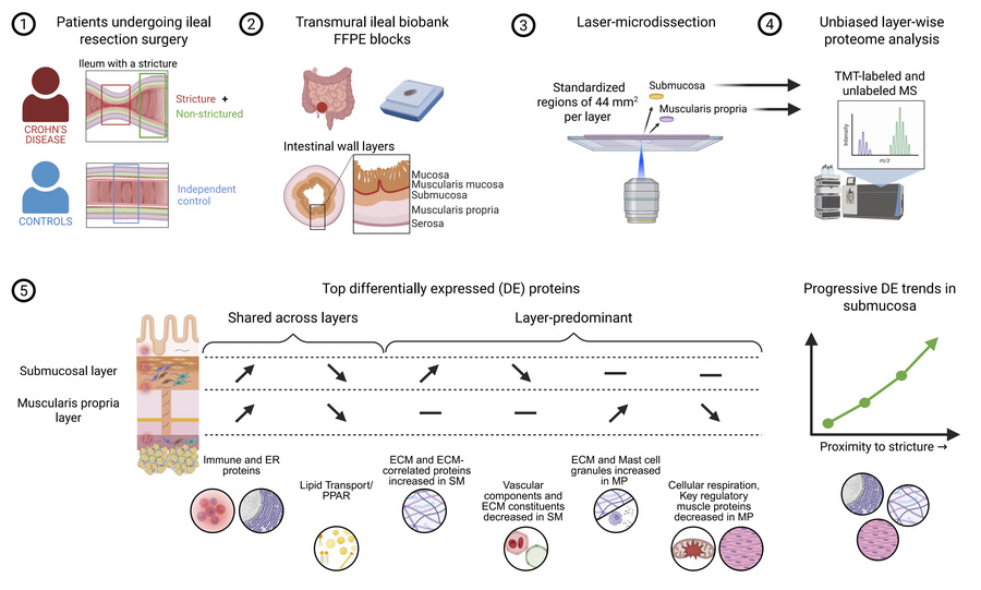 graphical abstract