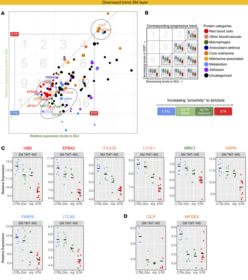 Proteins linked to functional and structural homeostasis display progres...