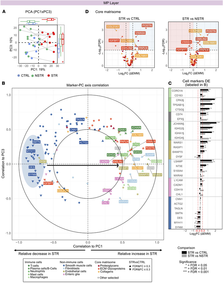 Changes in markers for SMCs, immune cells, and ECM components characteri...