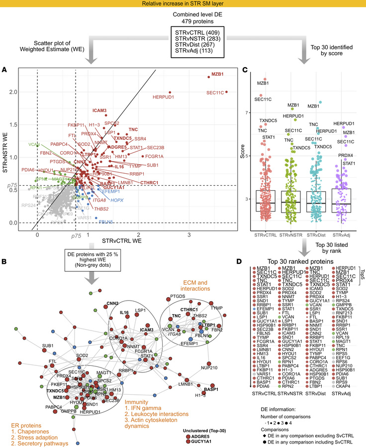 Differential protein expression in the SM reveals prominent increases in...