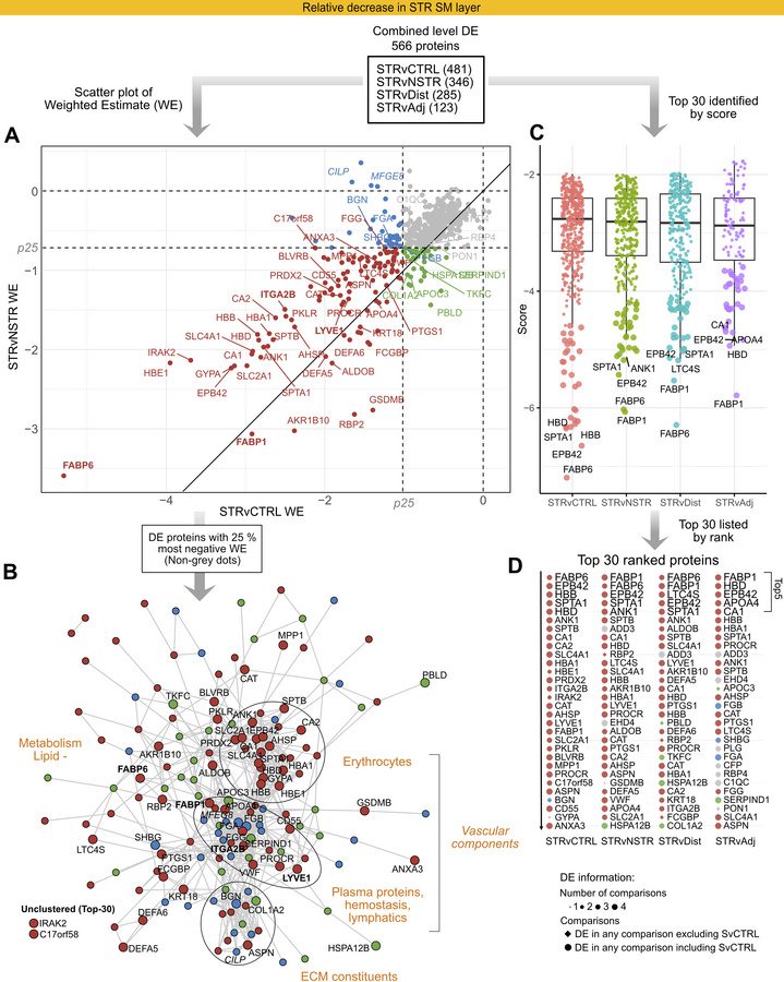 DE proteins associated with vascular structures and lipid metabolism sho...