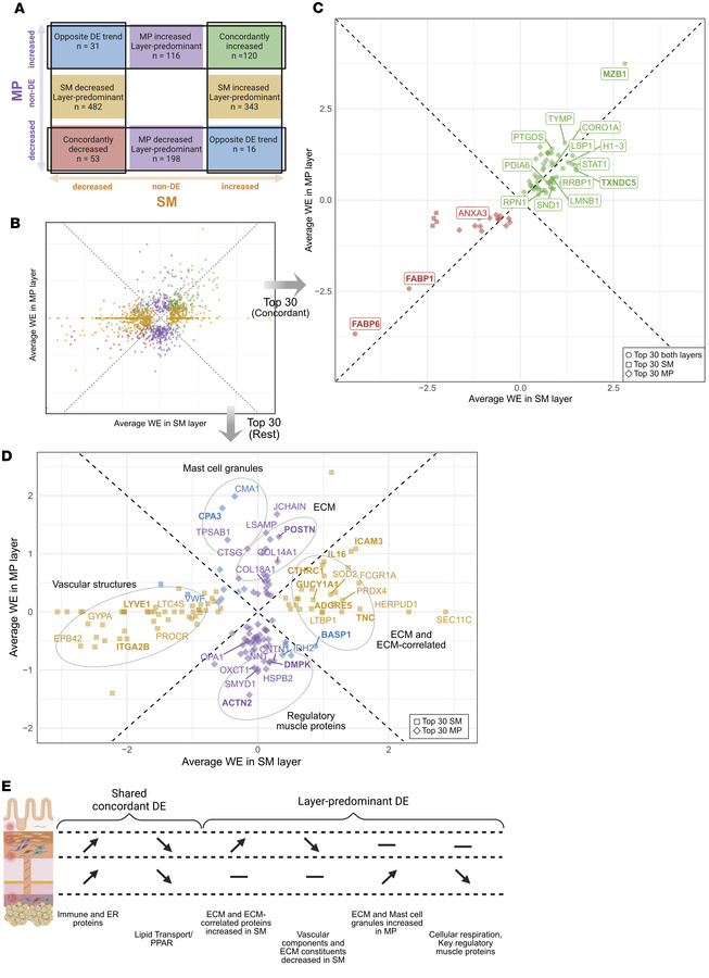 Interlayer analysis of top-ranked DE proteins in the SM and MP layers re...
