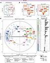 Changes in markers for SMCs, immune cells, and ECM components characterize