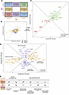 Interlayer analysis of top-ranked DE proteins in the SM and MP layers revea