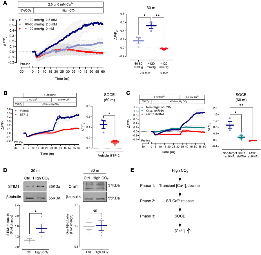High CO2 elicits a triphasic Ca2+ response in ASM cells.
(A–C) Intracell...