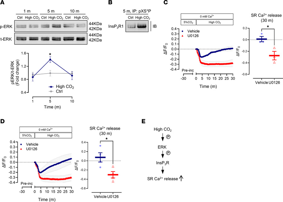 High CO2 activates ERK to promote SR Ca2+ depletion via InsP3R activatio...