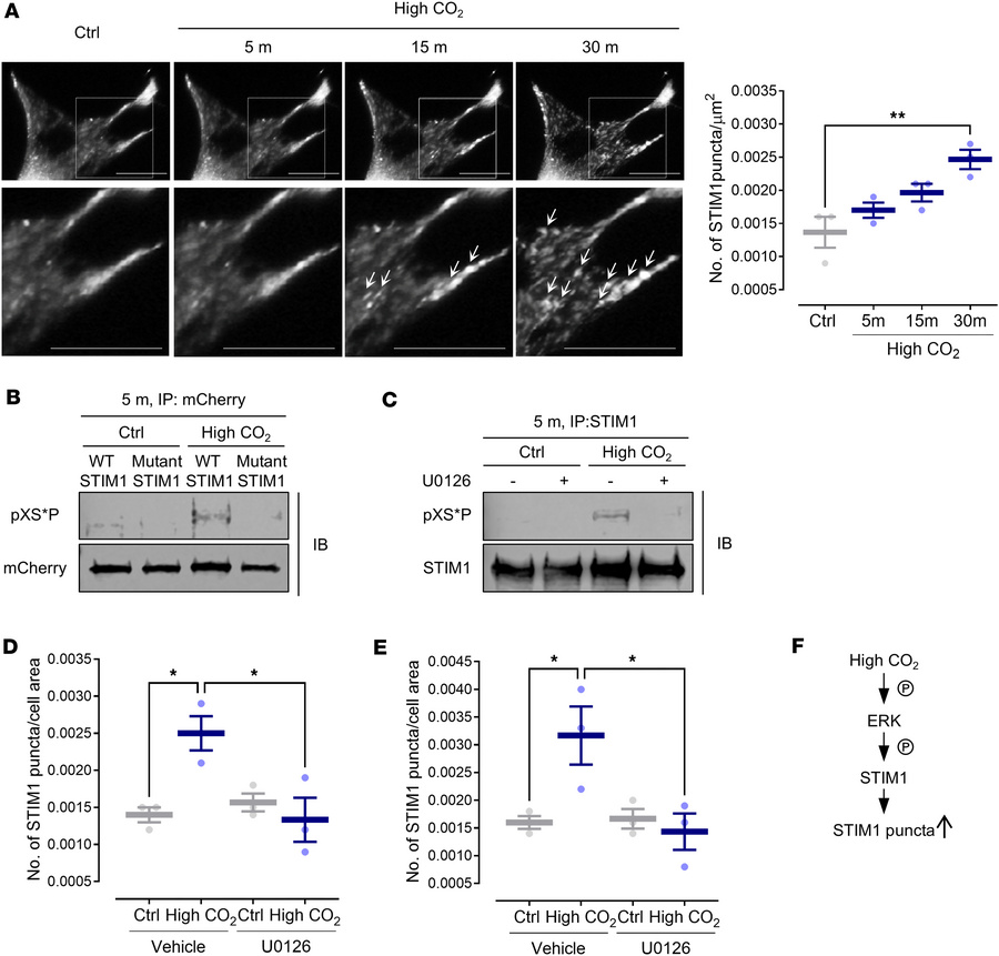 High CO2 promotes STIM1 puncta formation via ERK-mediated phosphorylatio...