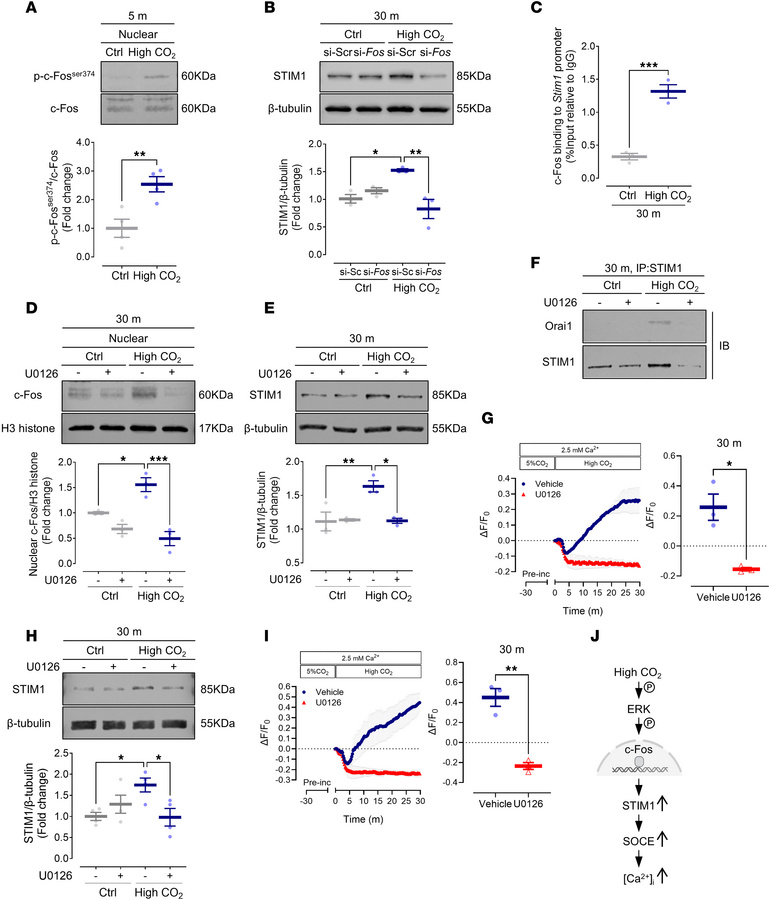 High CO2 increases STIM1 abundance via ERK/c-Fos signaling to enhance SO...