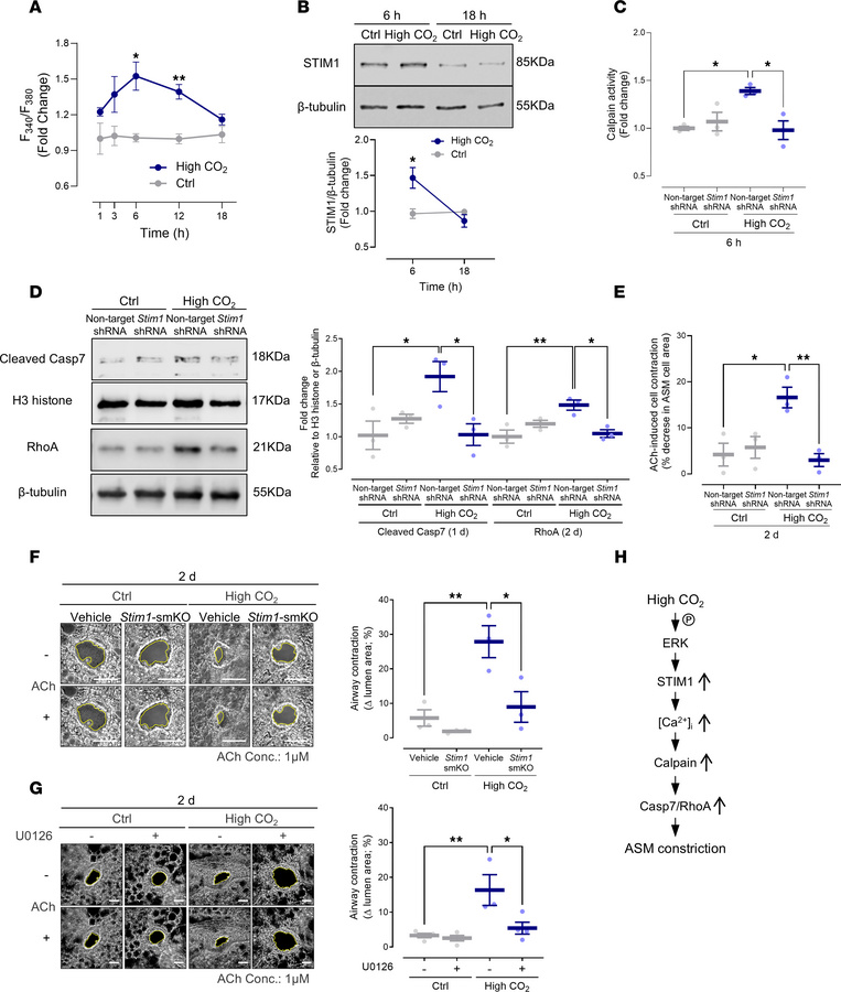 High CO2 induces ERK-dependent STIM1 signaling required for ASM contract...