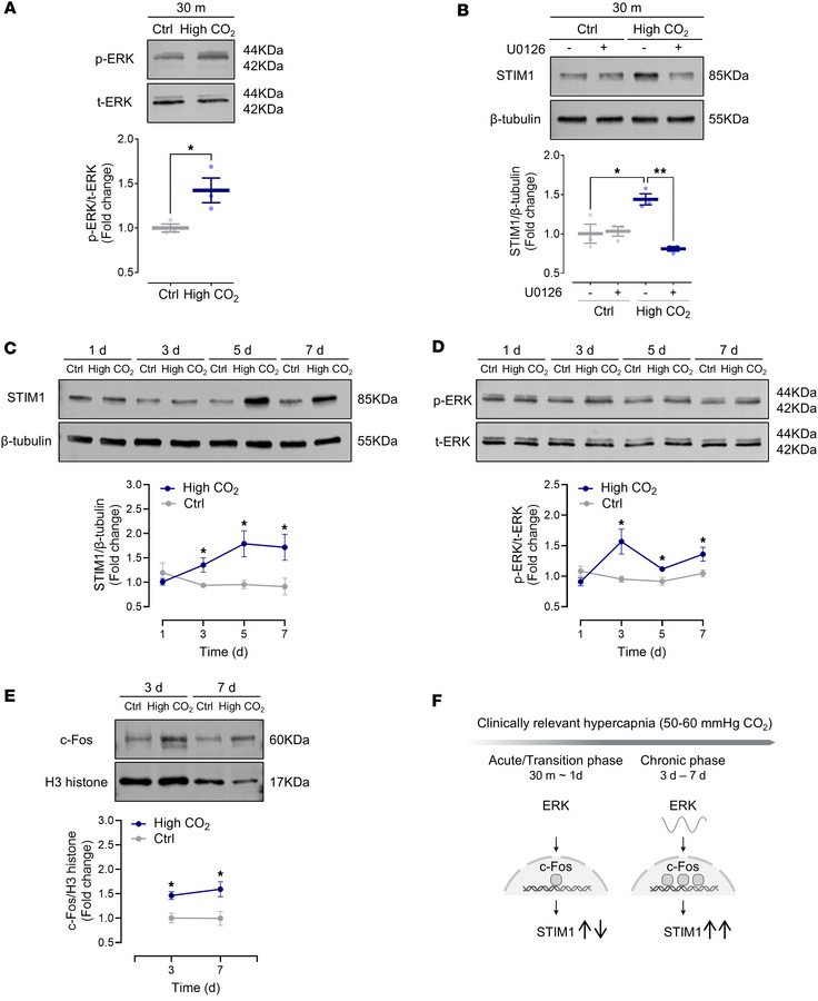 Hypercapnia drives a biphasic STIM1 response across acute and chronic ph...