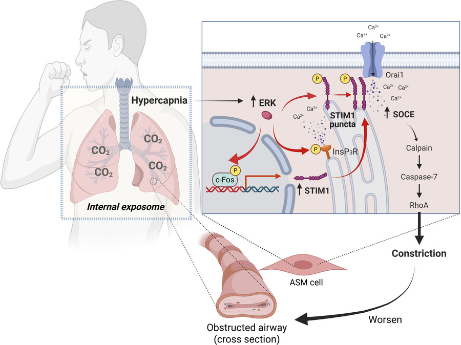 graphical abstract