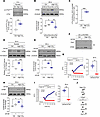 High CO2 increases STIM1 abundance via ERK/c-Fos signaling to enhance SOCE.