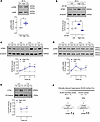 Hypercapnia drives a biphasic STIM1 response across acute and chronic phase