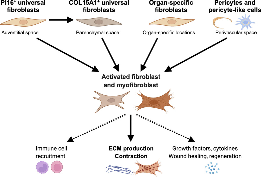 Main cellular sources of ECM-producing fibroblasts and myofibroblasts.
P...