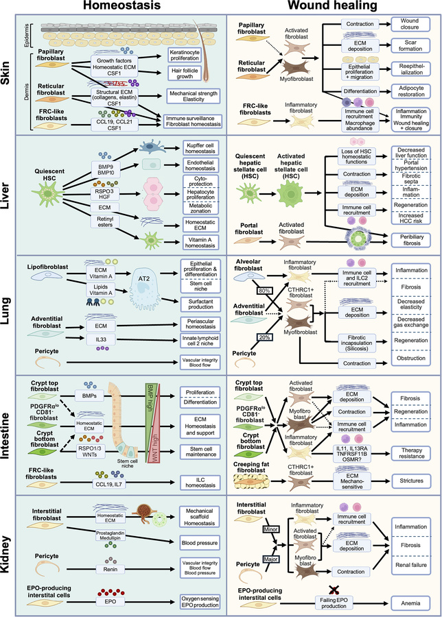 Homeostatic and injury-associated functions of fibroblasts across organs...