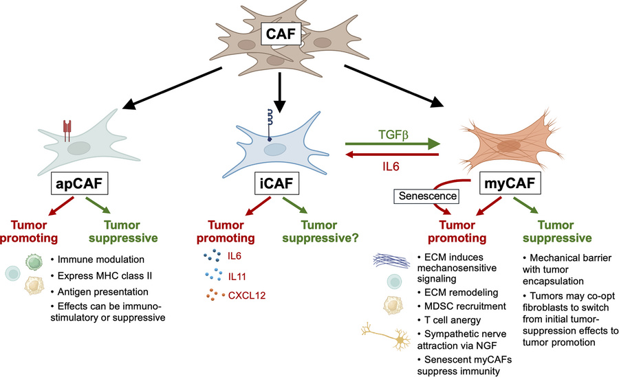 Cancer-associated subpopulations and functions in cancer.
Shown are diff...