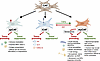 Cancer-associated subpopulations and functions in cancer.