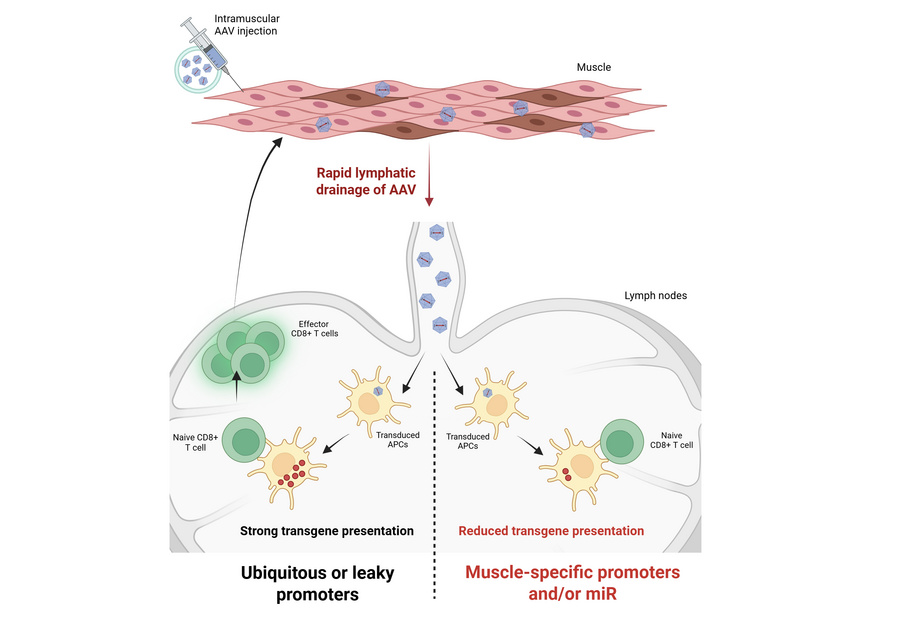 graphical abstract