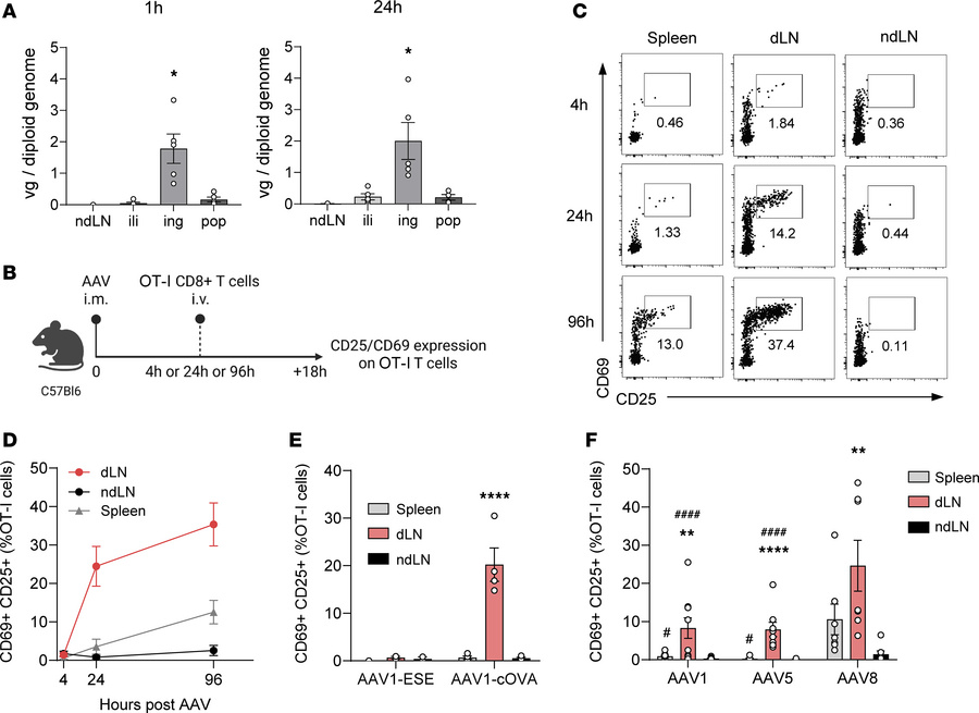 Early and sustained transgene presentation to T cells after recombinant ...