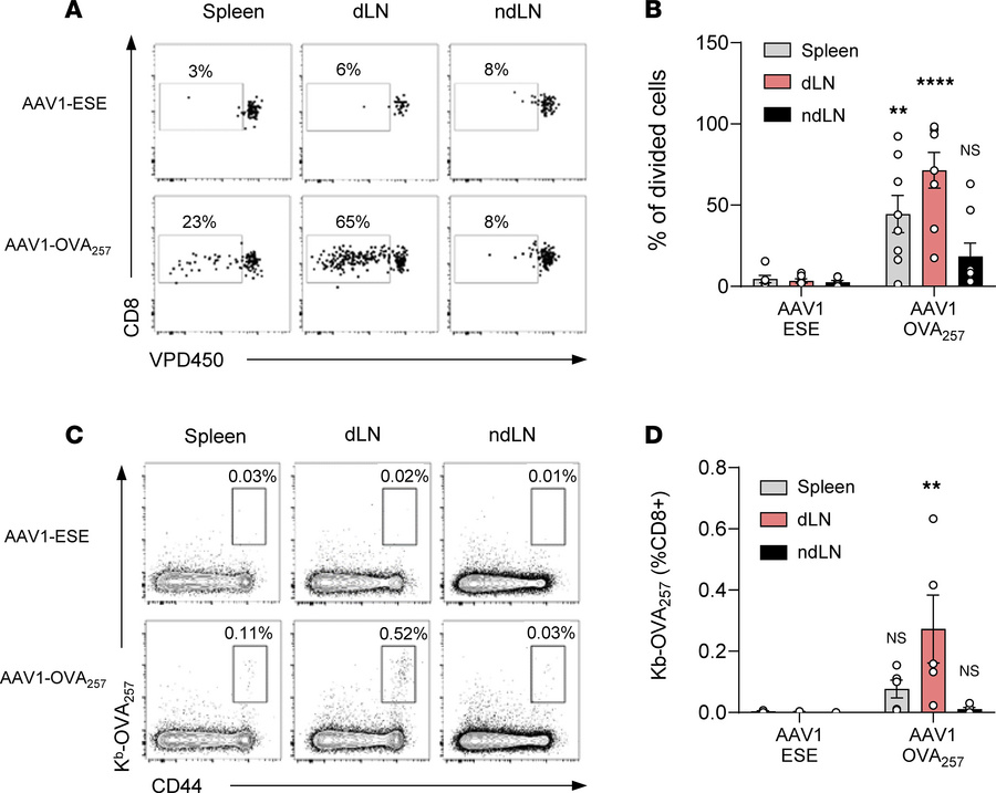 Early transgene presentation leads to efficient T cell activation.
(A an...