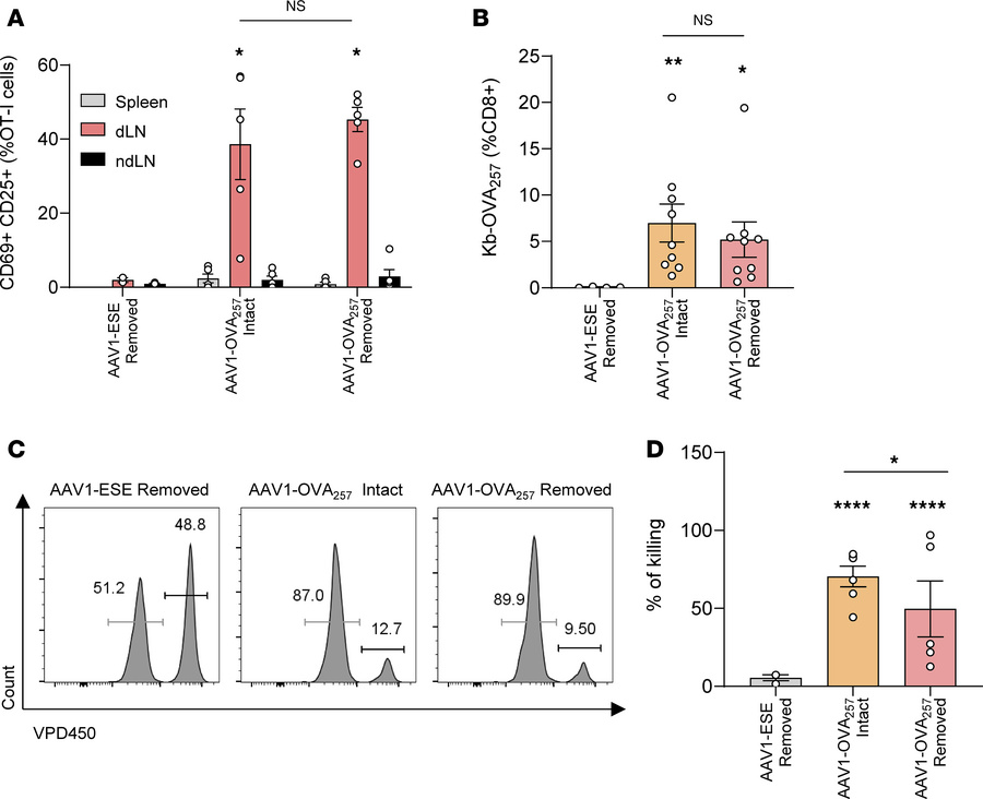 Early transgene presentation is sufficient to induce a specific CD8+ res...