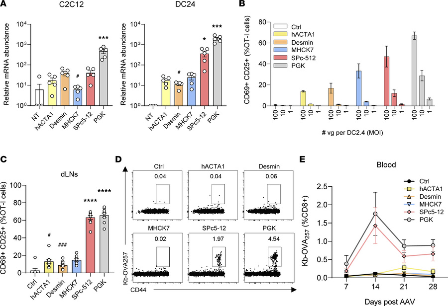 Muscle-specific promoters reduce early antigen presentation and CD8+ T c...