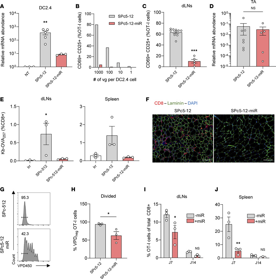 Enforced muscle-specific expression inhibits proper CD8+ T cell activati...