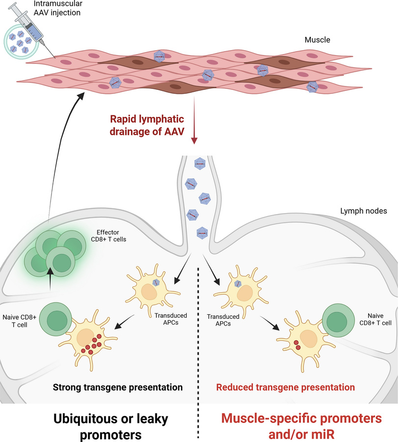 graphical abstract