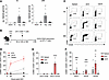 Early and sustained transgene presentation to T cells after recombinant AAV
