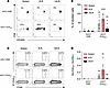 Early transgene presentation leads to efficient T cell activation.