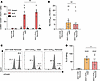 Early transgene presentation is sufficient to induce a specific CD8+ respon