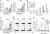 Muscle-specific promoters reduce early antigen presentation and CD8+ T cell