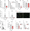 Enforced muscle-specific expression inhibits proper CD8+ T cell activation.