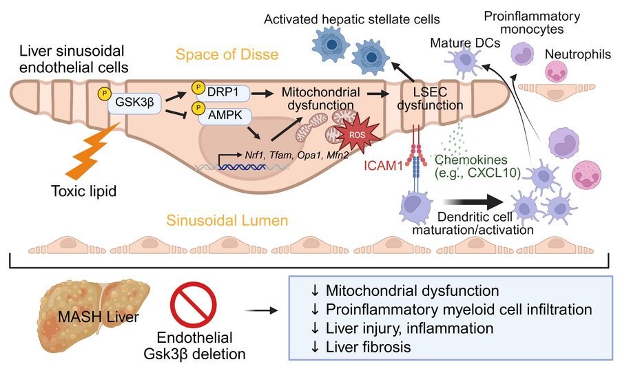 graphical abstract
