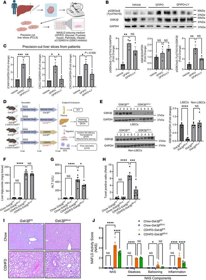 Endothelial cell–specific Gsk3β deletion does not alter the metabolic ph...