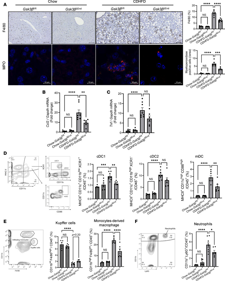 Endothelial cell–specific Gsk3β deletion attenuates liver inflammation b...