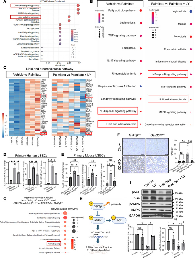 GSK3β inhibition attenuates the LSEC proinflammatory phenotype and upreg...