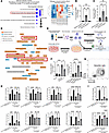 GSK3β inhibition alters cytokine and chemokine–related pathways in hLSECs u