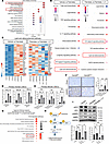 GSK3β inhibition attenuates the LSEC proinflammatory phenotype and upregula