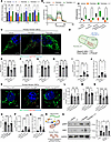 GSK3 inhibition protects LSEC against lipotoxicity-induced mitochondrial mo