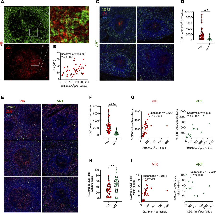 Localization of HIV-infected cells and MDSCs within lymph nodes of VIR a...
