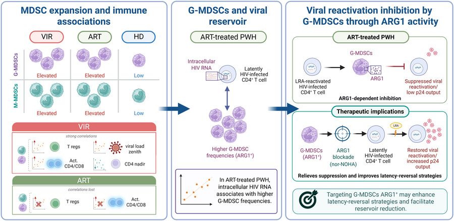 graphical abstract